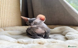 Sphynx cats for sale: Don Sphynx Kittens - Image 2