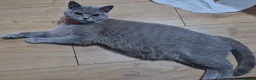 British Shorthair cats for sale: British short hair in Birmingham - Advert 1