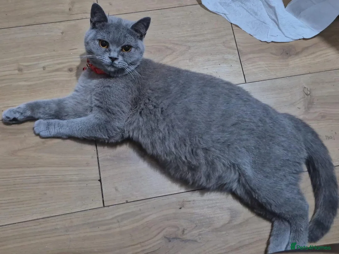 British Shorthair cats for sale: British short hair in Birmingham - Advert 1