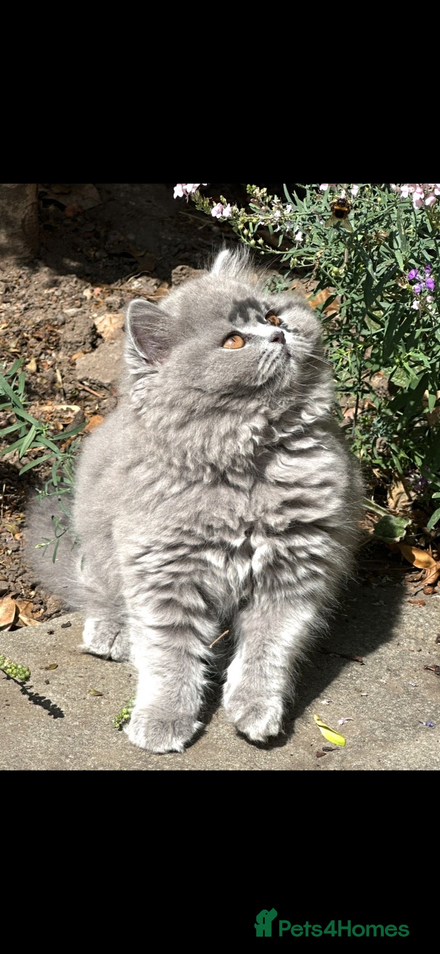British Shorthair cats One Kitten Left!  - Advert 1