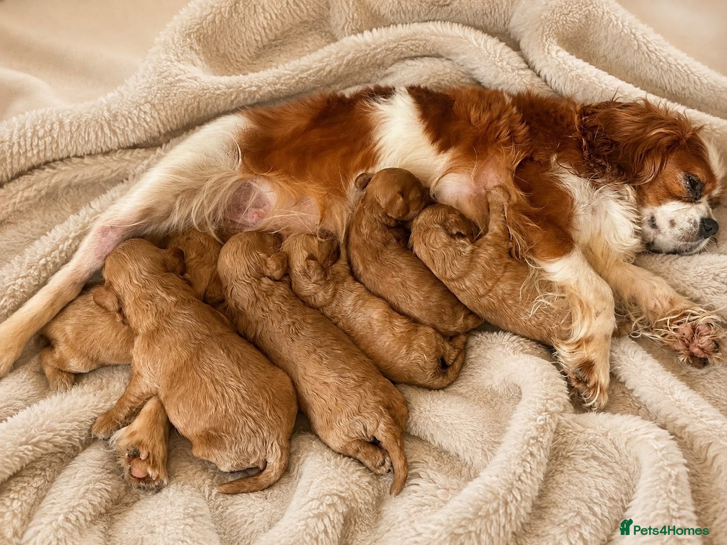 Cavapoo dogs F1 fox red cavapoo puppys  - Advert 1