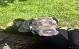 Cane Corso dogs for sale: Male Cane Corso - Image 12
