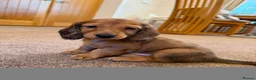 Dachshund dogs for sale: Standard Long Haired Dachshunds - Advert 2
