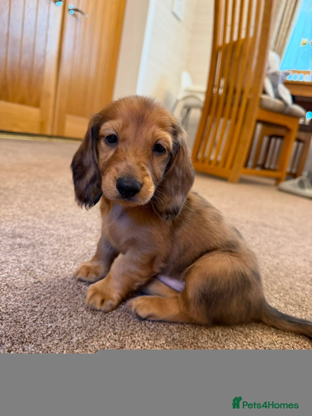 Dachshund dogs for sale: Standard Long Haired Dachshunds - Advert 2