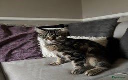 British Longhair cats for sale: Kittens for sale  - Image 12
