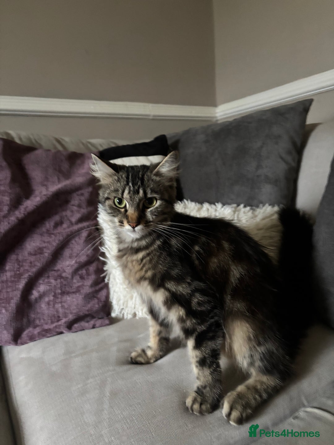 British Longhair cats for sale: Kittens for sale  - Image 12