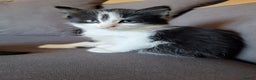 Mixed Breed cats for sale: Two fluff ball girls - Advert 5