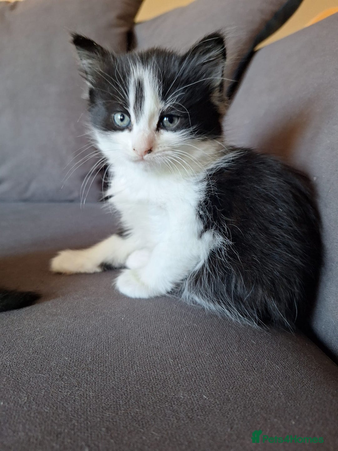 Mixed Breed cats for sale: Two fluff ball girls - Advert 5