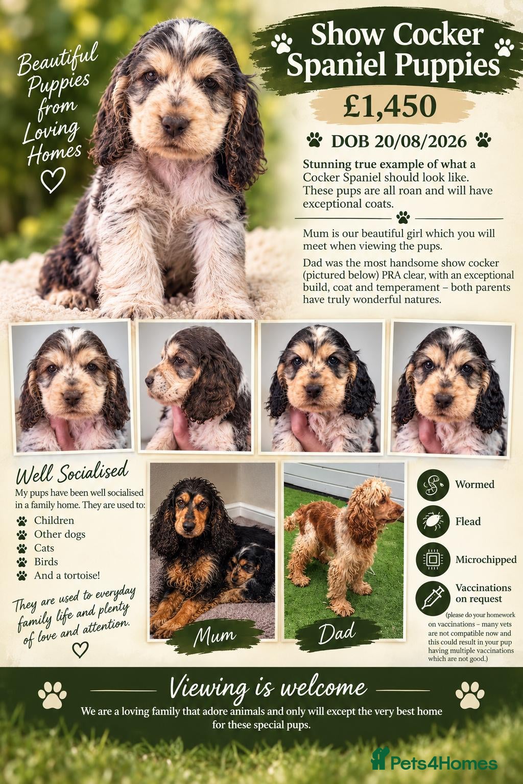 Cocker Spaniel dogs READY NOW Show cocker all girls - Advert 5