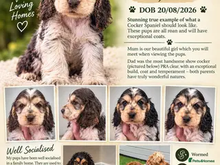 Cocker Spaniel dogs READY NOW Show cocker all girls - Advert 5