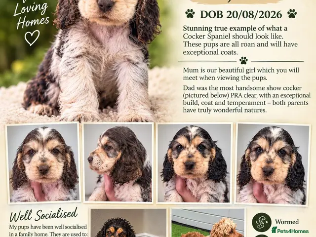 Cocker Spaniel dogs READY NOW Show cocker all girls - Advert 5