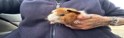 Guinea Pig rodents for sale: Beautiful Baby Boar Guinea pigs Rex & Rosette   - Advert 5