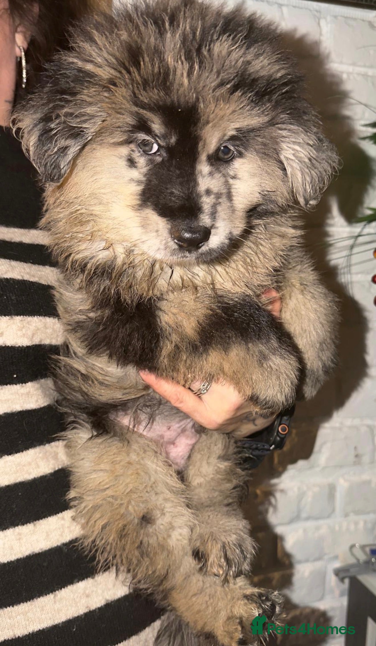 Mixed Breed dogs 🧸CHOW SHEPHERDS🧸 little bears ready now! - Advert 1