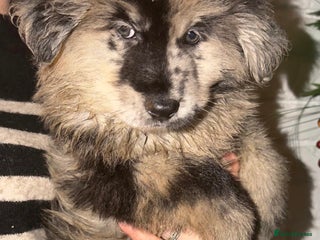 Mixed Breed dogs 🧸CHOW SHEPHERDS🧸 little bears ready now! - Advert 3