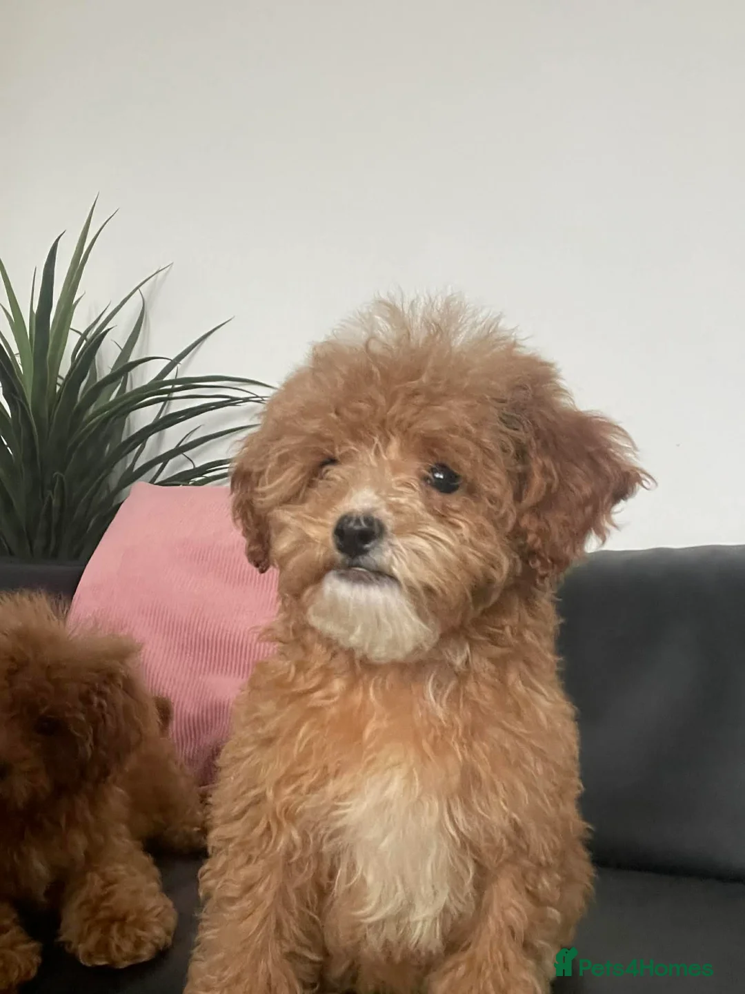 Cavapoo dogs for sale: Beautiful Cavapoo Puppies for Sale - Advert 7