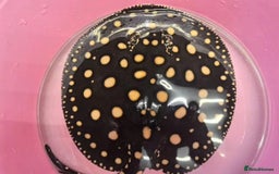 Catfish fish for sale: Stingray Black Diamond Sao Felix - Image 1
