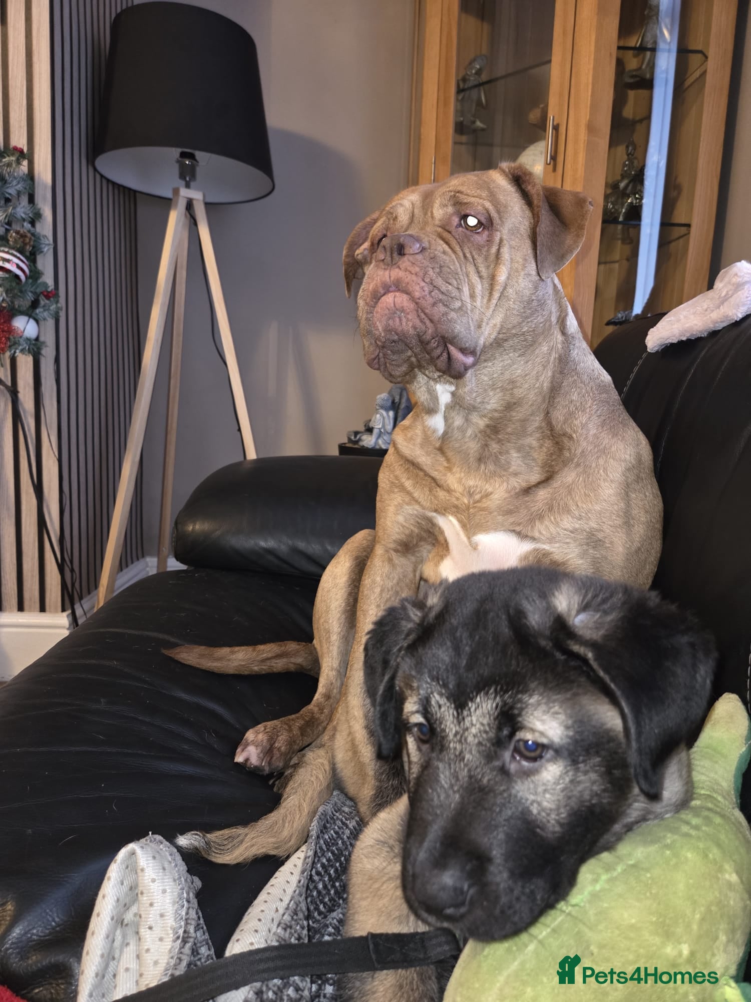 Mixed Breed dogs Unfortunate rehoming  - Advert 2