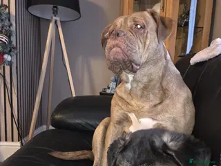 Mixed Breed dogs Unfortunate rehoming - Advert 6