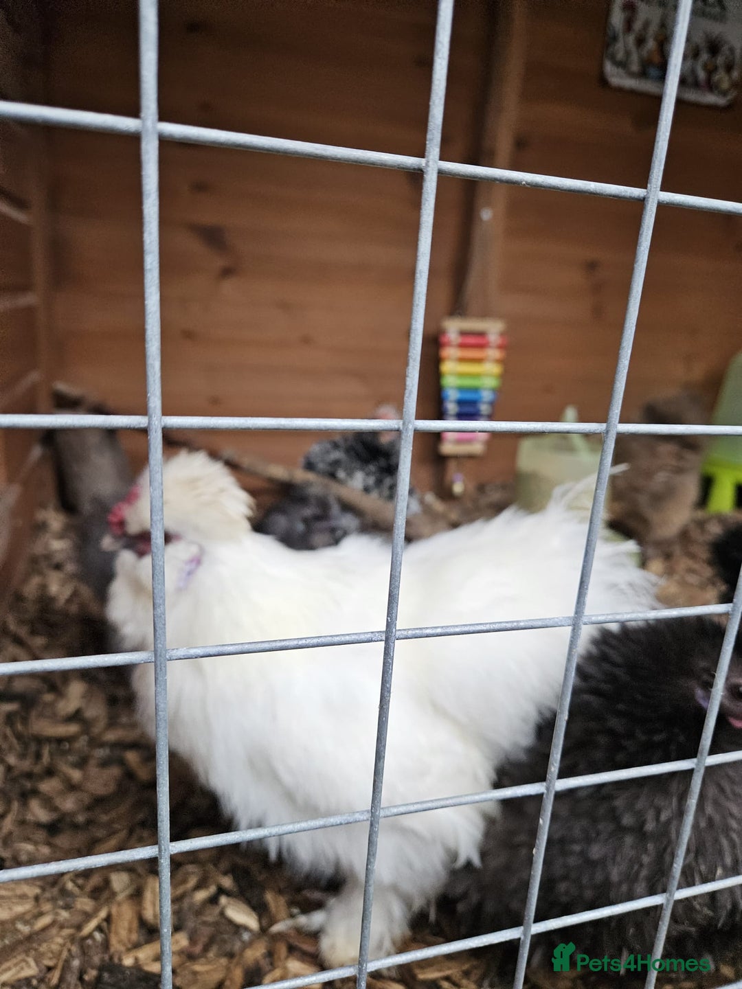 Chickens poultry for sale: Free. White bearded cockerel needing new home - Advert 2