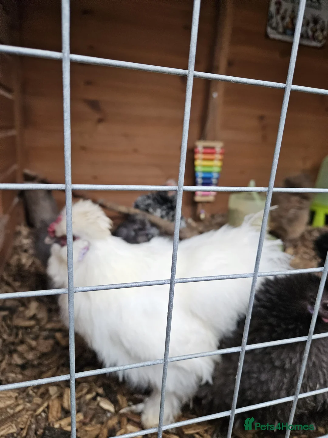 Chickens poultry for sale: Free. White bearded cockerel needing new home - Advert 2