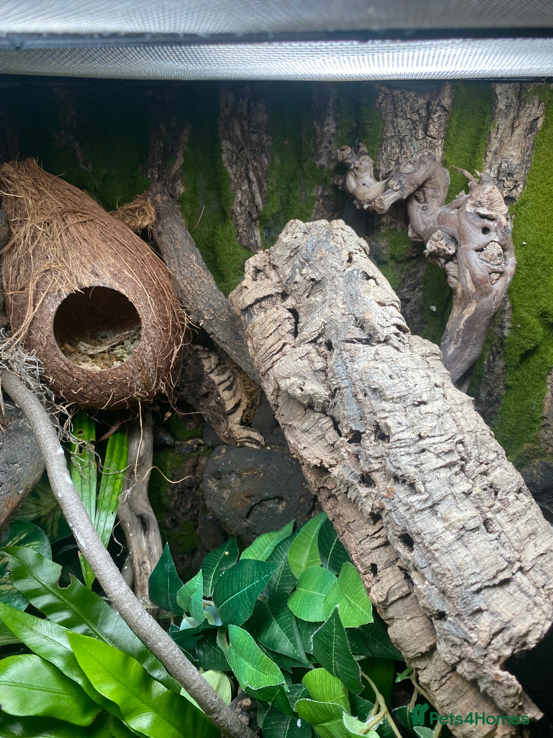 Gecko reptiles for sale: Crested Gecko and Full Bioactive Setup - Image 8