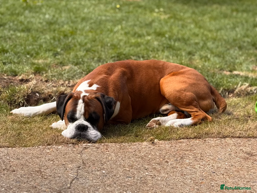 Boxer dogs for sale: Boxer puppies - Advert 5