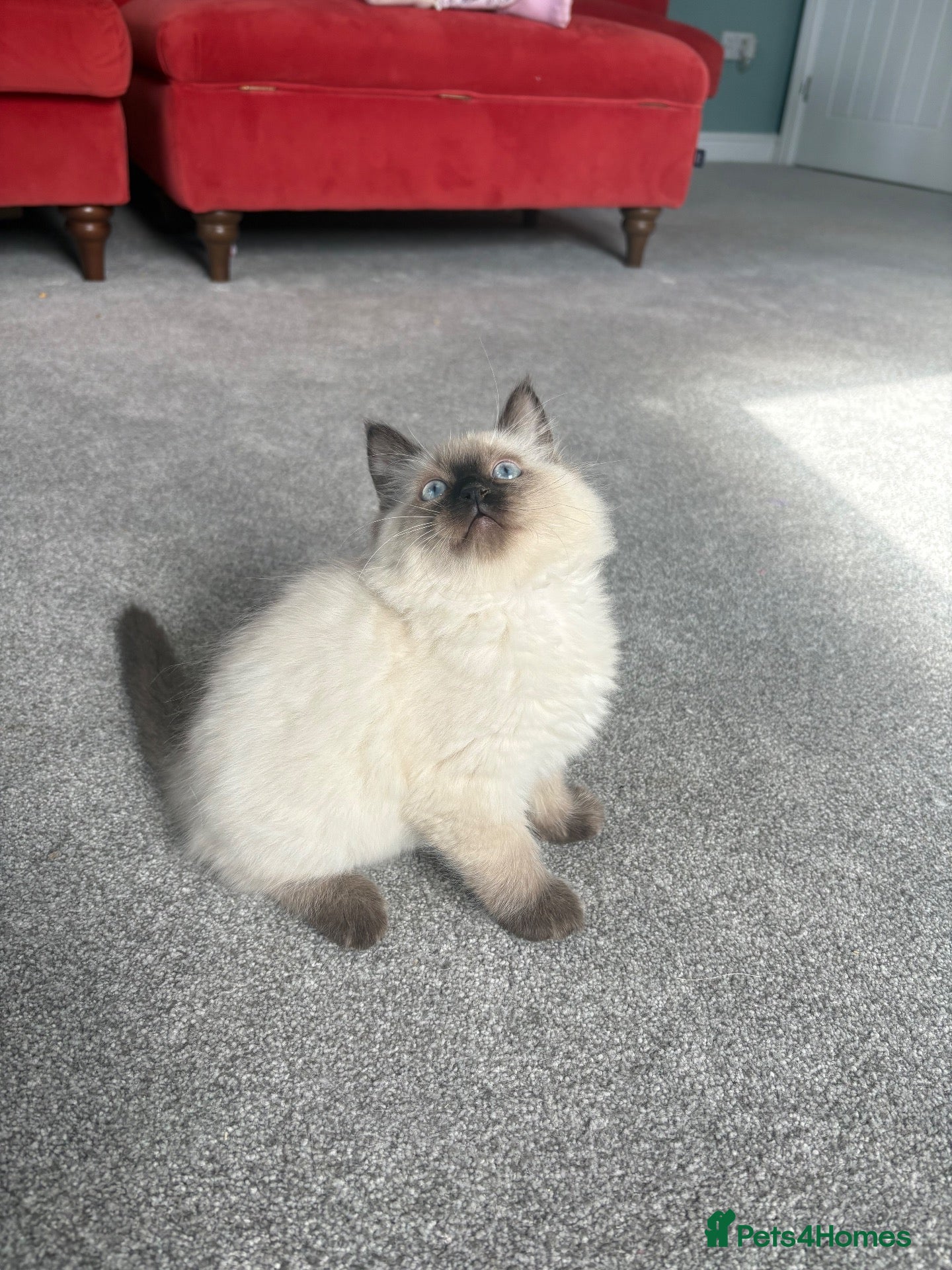 Ragdoll cats Chunky TICA registered seal kittens - Advert 1