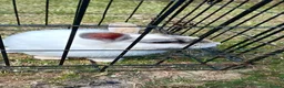 Mixed Breed rabbits for sale: Beautiful boys  in Tenterden - Advert 10