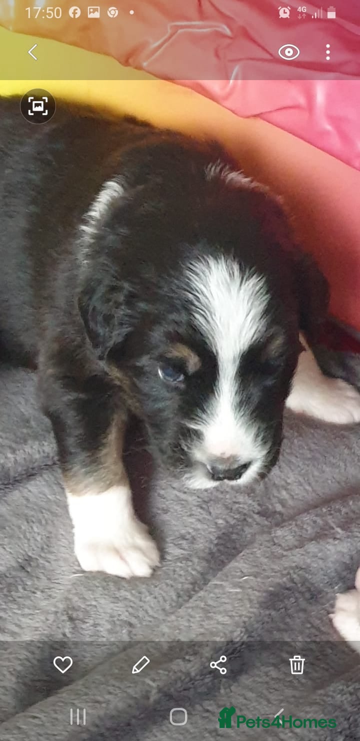 Australian Shepherd dogs Australian sheperd - Advert 5