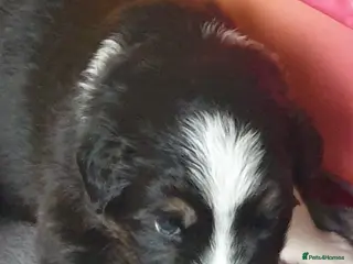 Australian Shepherd dogs Australian sheperd - Advert 5