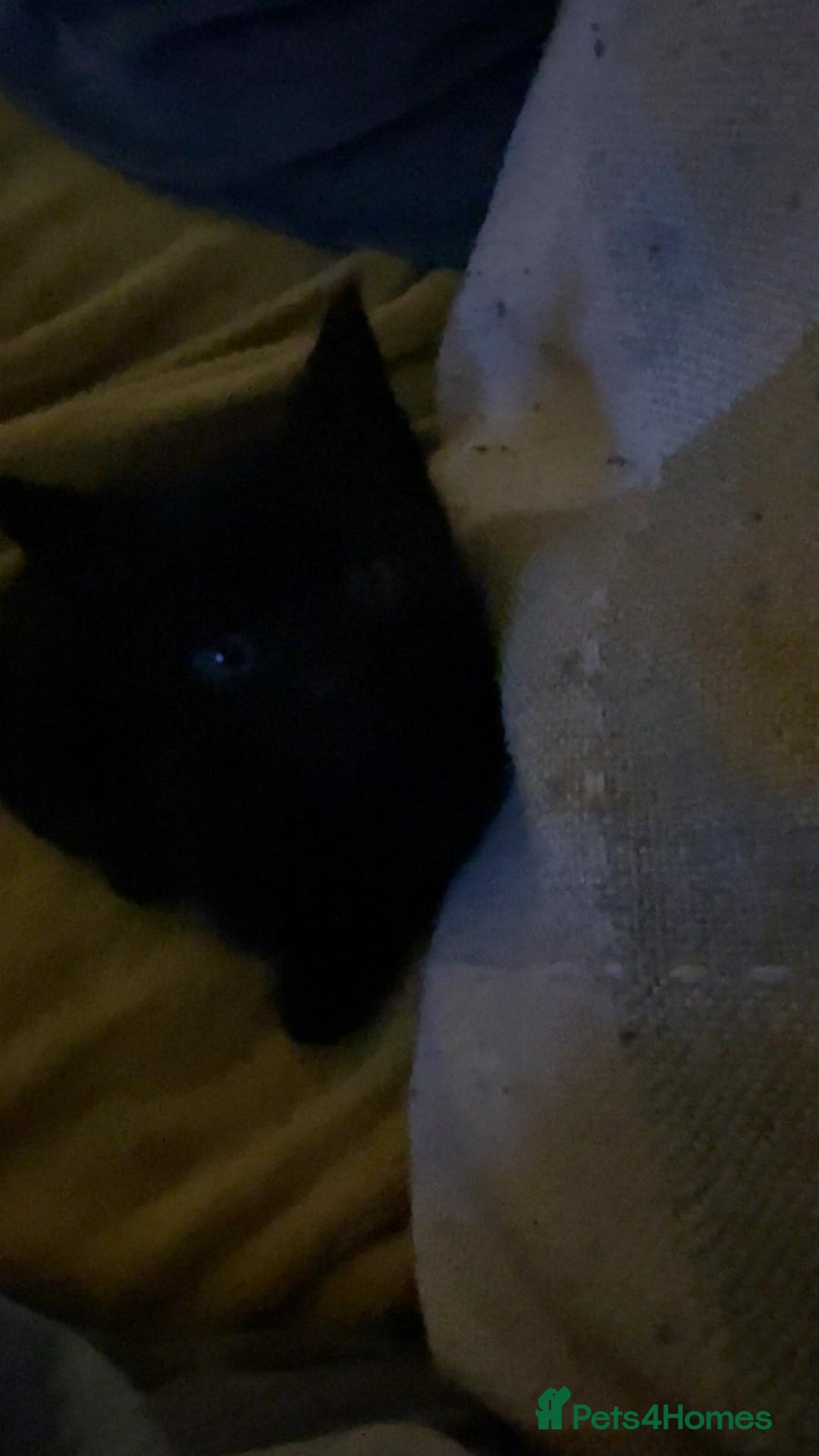 Mixed Breed cats for sale: 6 kittens for sale, ready now - Advert 7