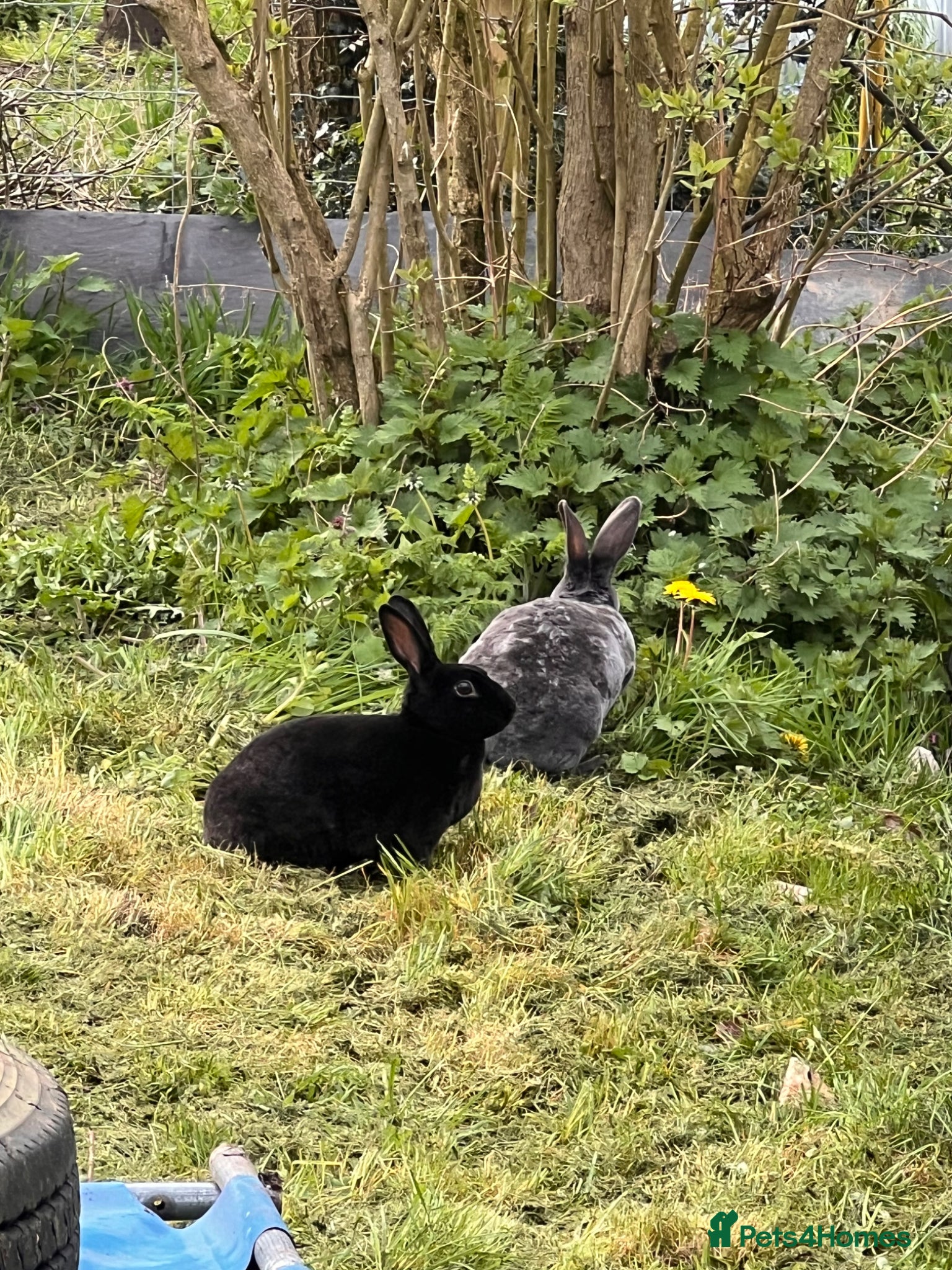 Rex rabbits Beautiful Rex Rabbits - Advert 1