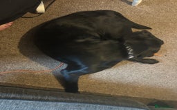 Labrador Retriever dogs for sale: Male 11 month old  - Image 2