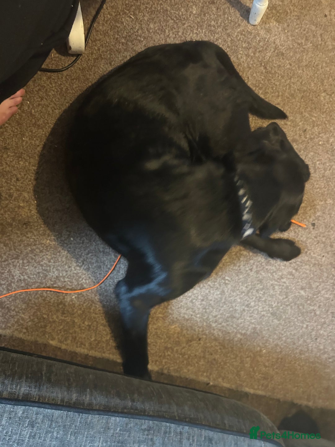 Labrador Retriever dogs for sale: Male 11 month old  - Image 2