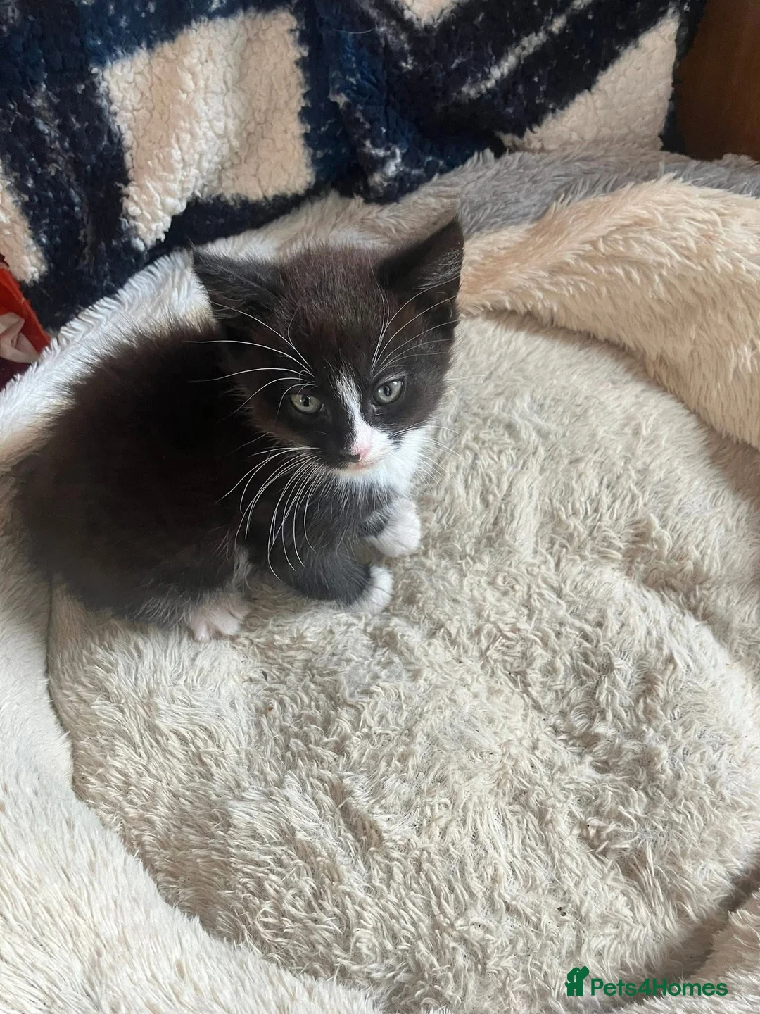 Mixed Breed cats for sale: One girl kitten ready for a new home - Advert 1