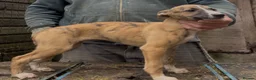 Whippet dogs for sale: Whippet pups  - Advert 3
