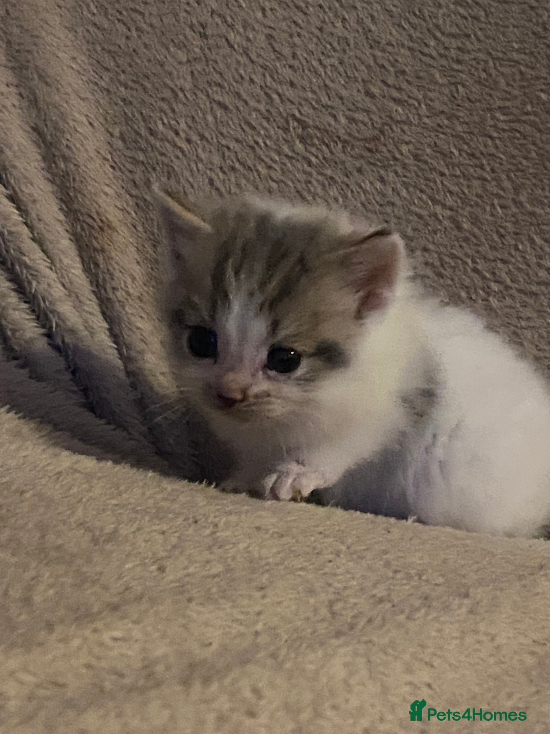 British Longhair cats for sale: Lovely Kittens - Advert 10