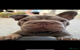 French Bulldog dogs for sale: lilac big rope frenchie - Image 2