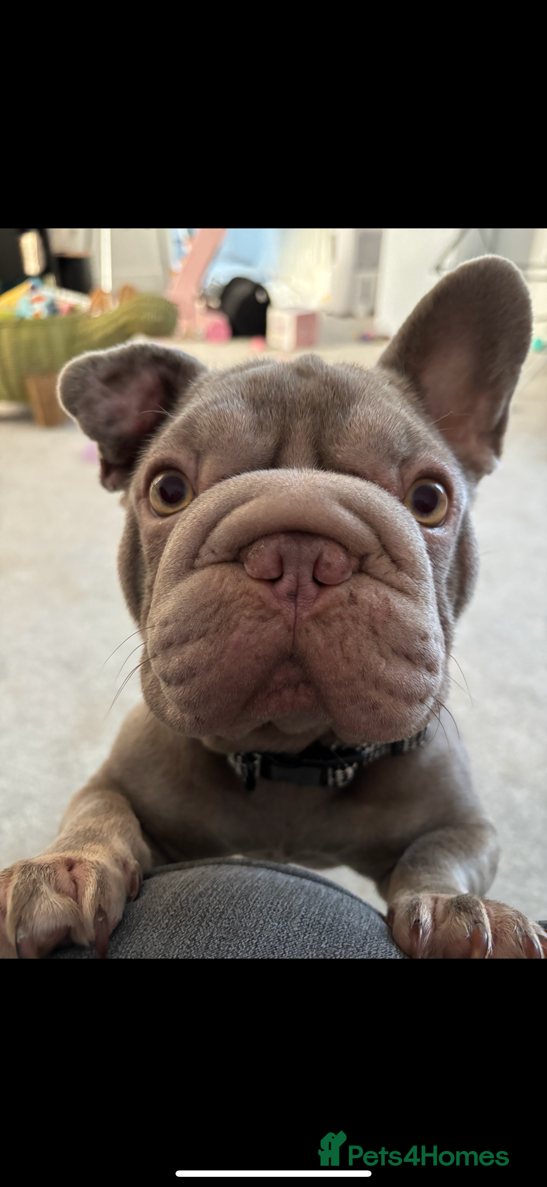 French Bulldog dogs for sale: lilac big rope frenchie - Image 2