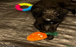 Mixed Breed dogs for sale:  🐾 Labradoodle x Entlebucher Sennenhund Puppies! - Image 8