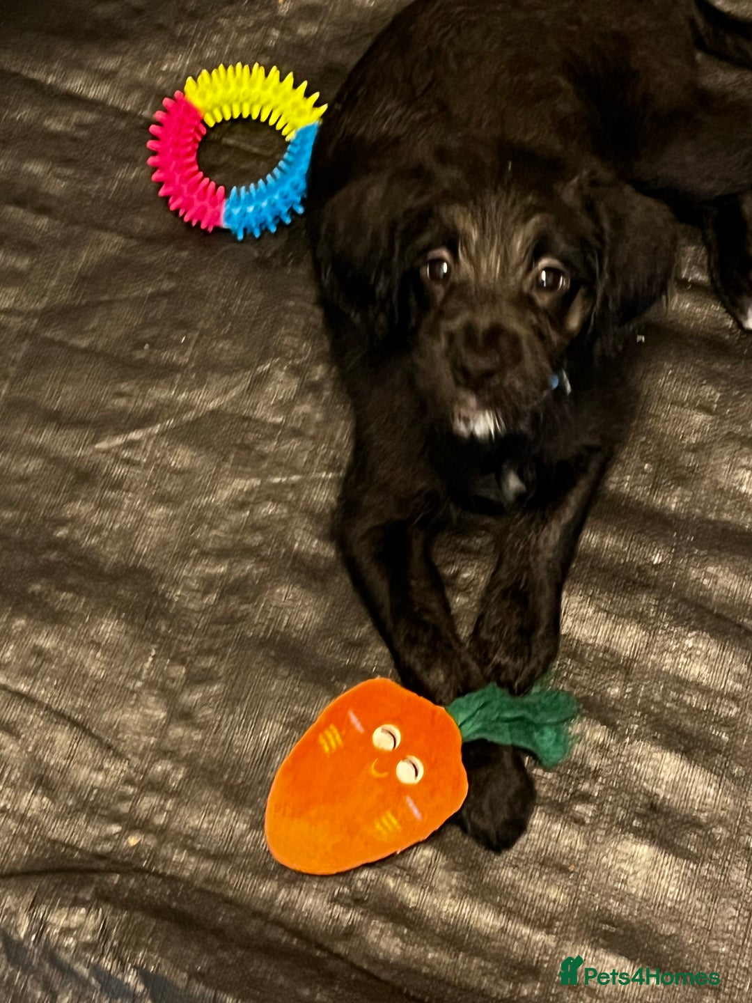 Mixed Breed dogs for sale:  🐾 Labradoodle x Entlebucher Sennenhund Puppies! - Image 8