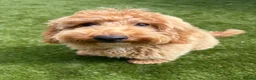 Poochon dogs for sale: Beautiful 6 month old Poochon for rehoming - Advert 2
