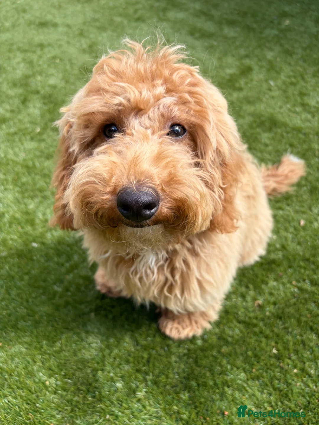 Poochon dogs for sale: Beautiful 6 month old Poochon for rehoming - Advert 2