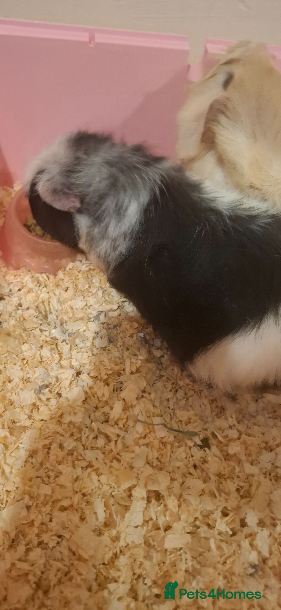Guinea Pig rodents Friendly Guinea Pigs Looking for a Loving Home - Advert 1