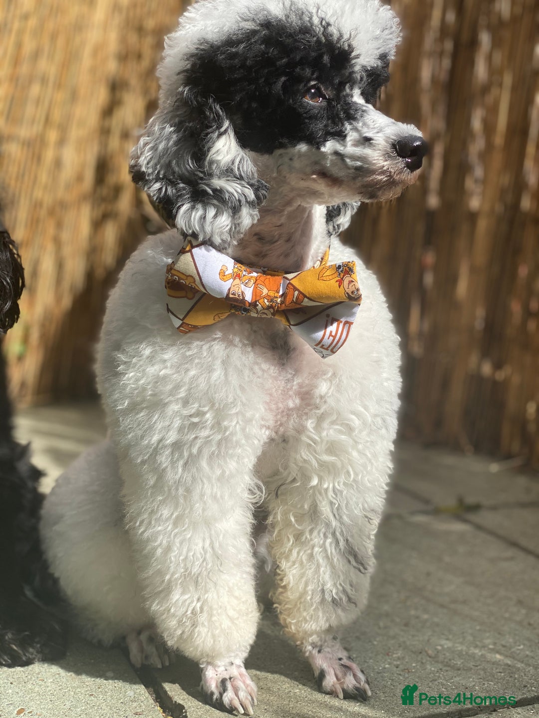 Toy Poodle dogs for stud: Parti Toy Poodle KCregistered PRA PRCD NEG proven - Image 3