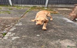 Sprocker dogs for sale: Sprocker spaniel 5 months old  - Image 14
