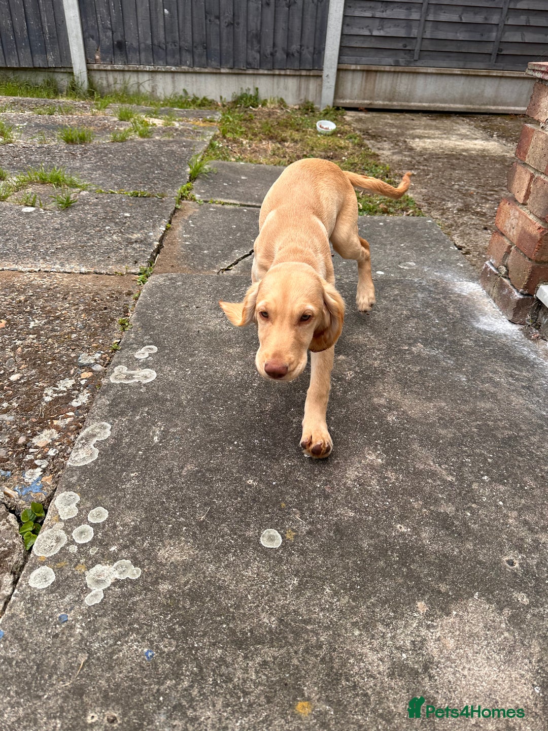 Sprocker dogs for sale: Sprocker spaniel 5 months old  - Image 14