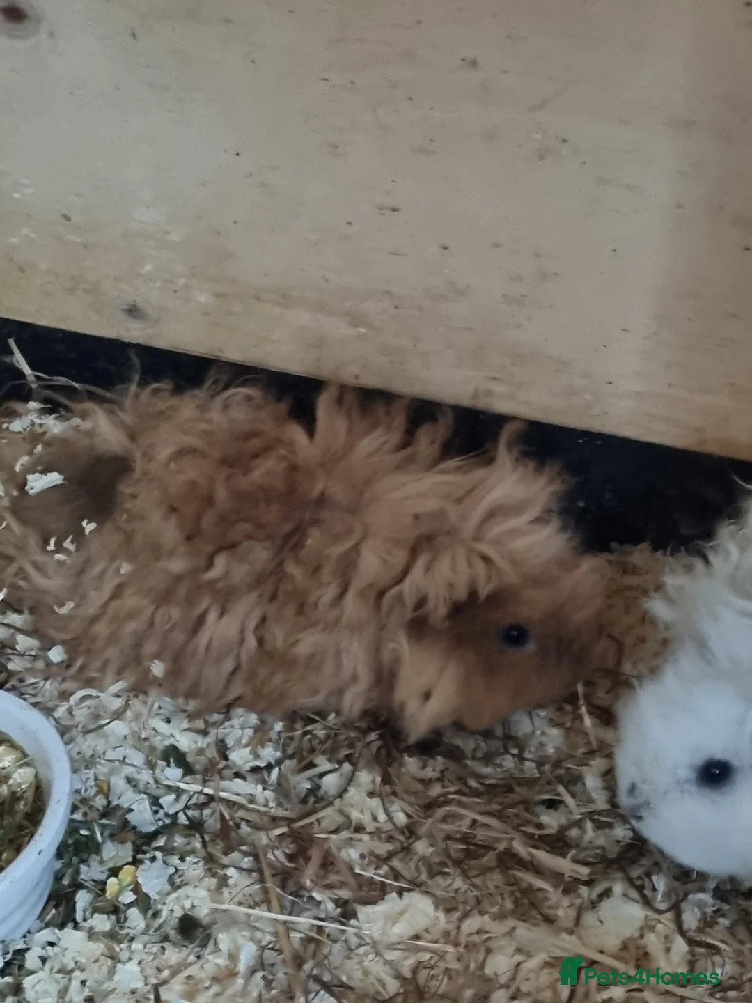 Guinea Pig rodents for sale: Gorgeous baby lunkarya guinea pigs  - Advert 2