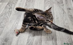 Russian Blue cats for sale: Mix Russian Blue and Maine Coon  - Image 2