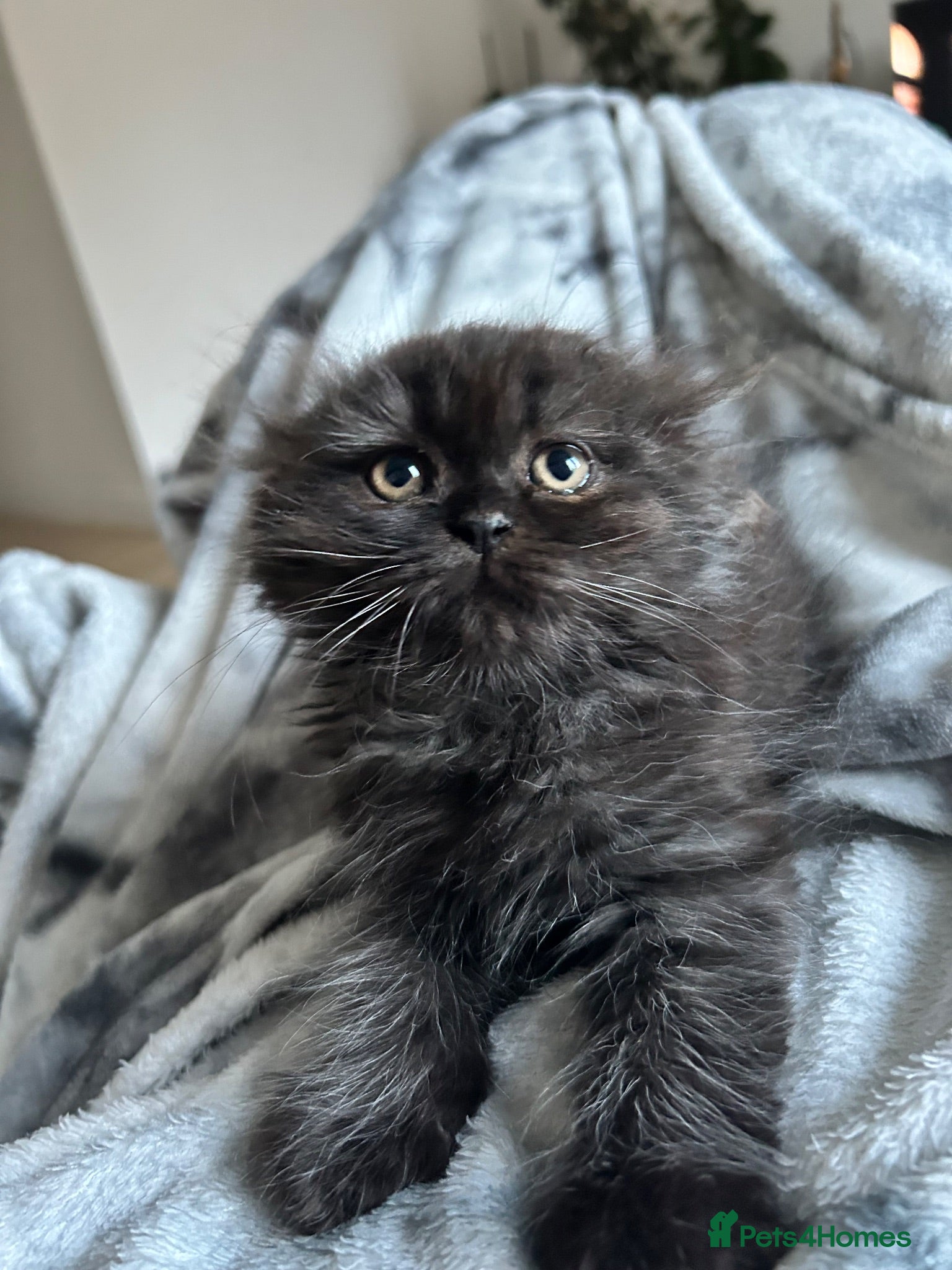 Scottish Fold cats 3 Scottish Fold kittens looking for new homes - Advert 2